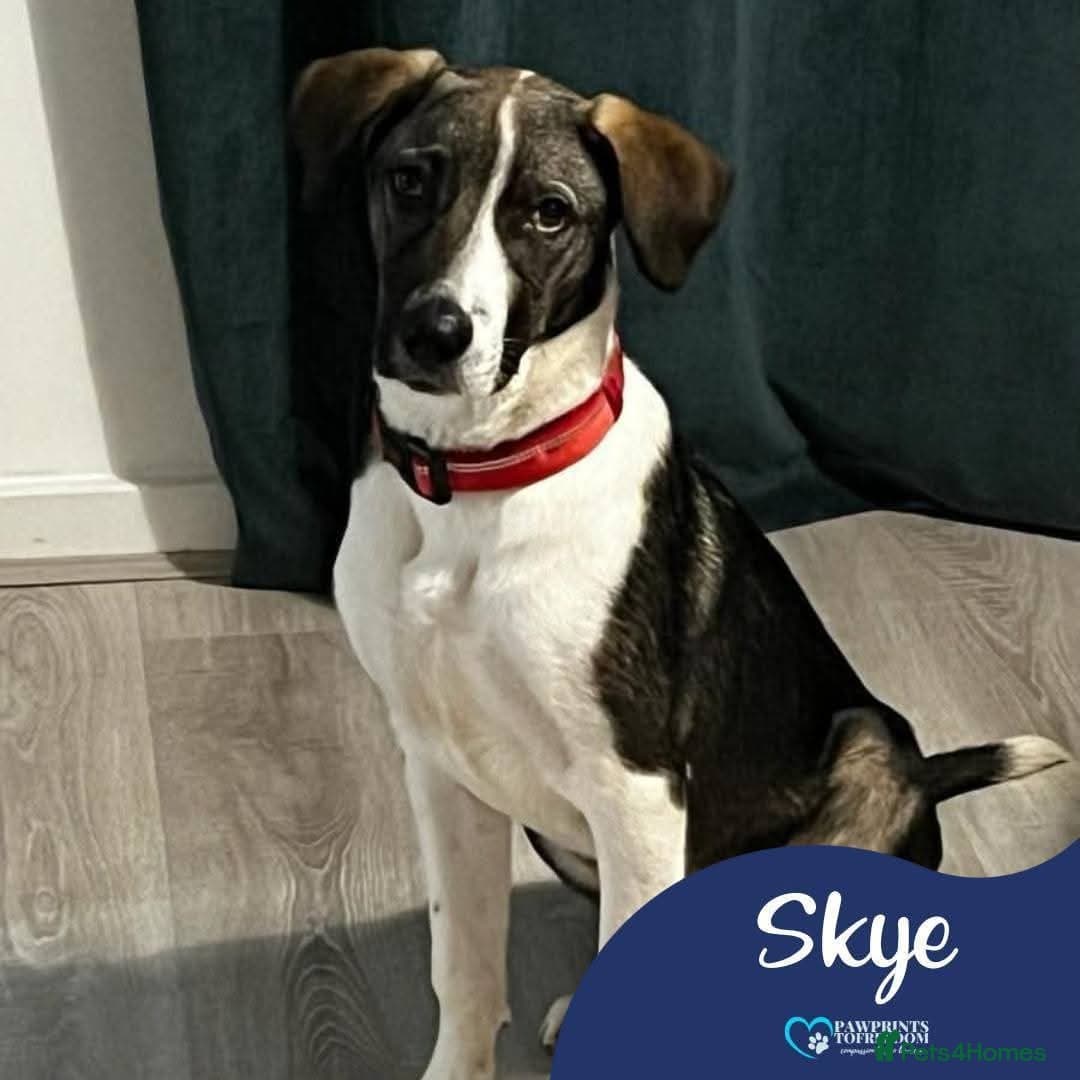 Meet Skye, currently residing in Cheshire photo 2