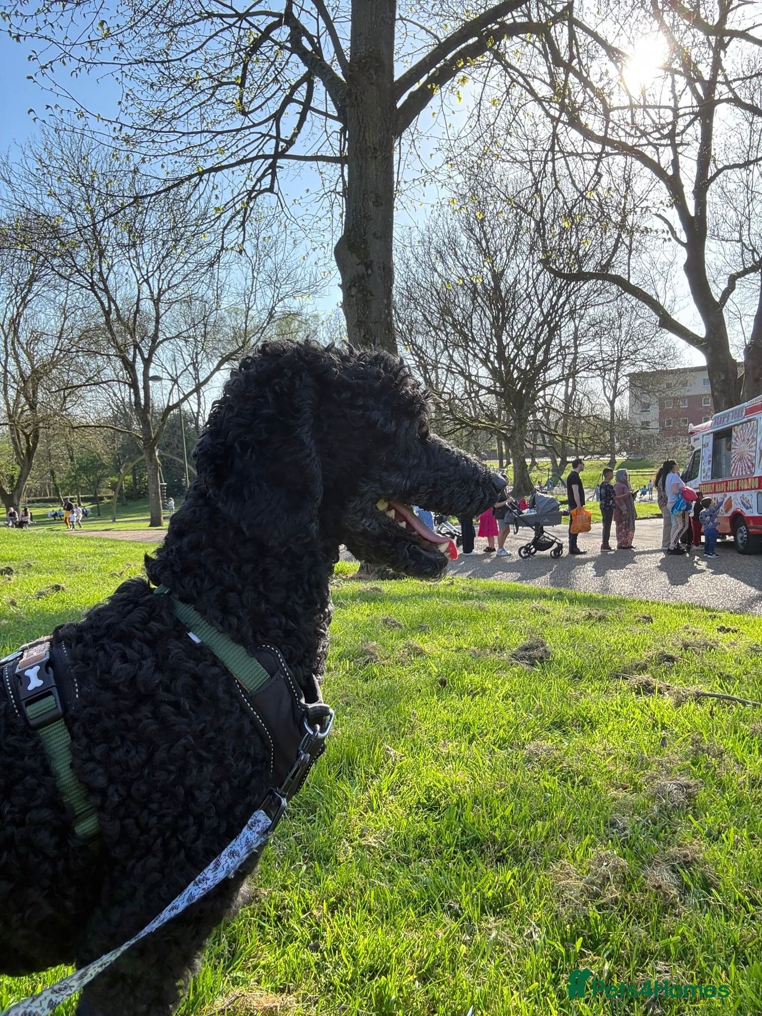 ️🐶 charlie photo 16
