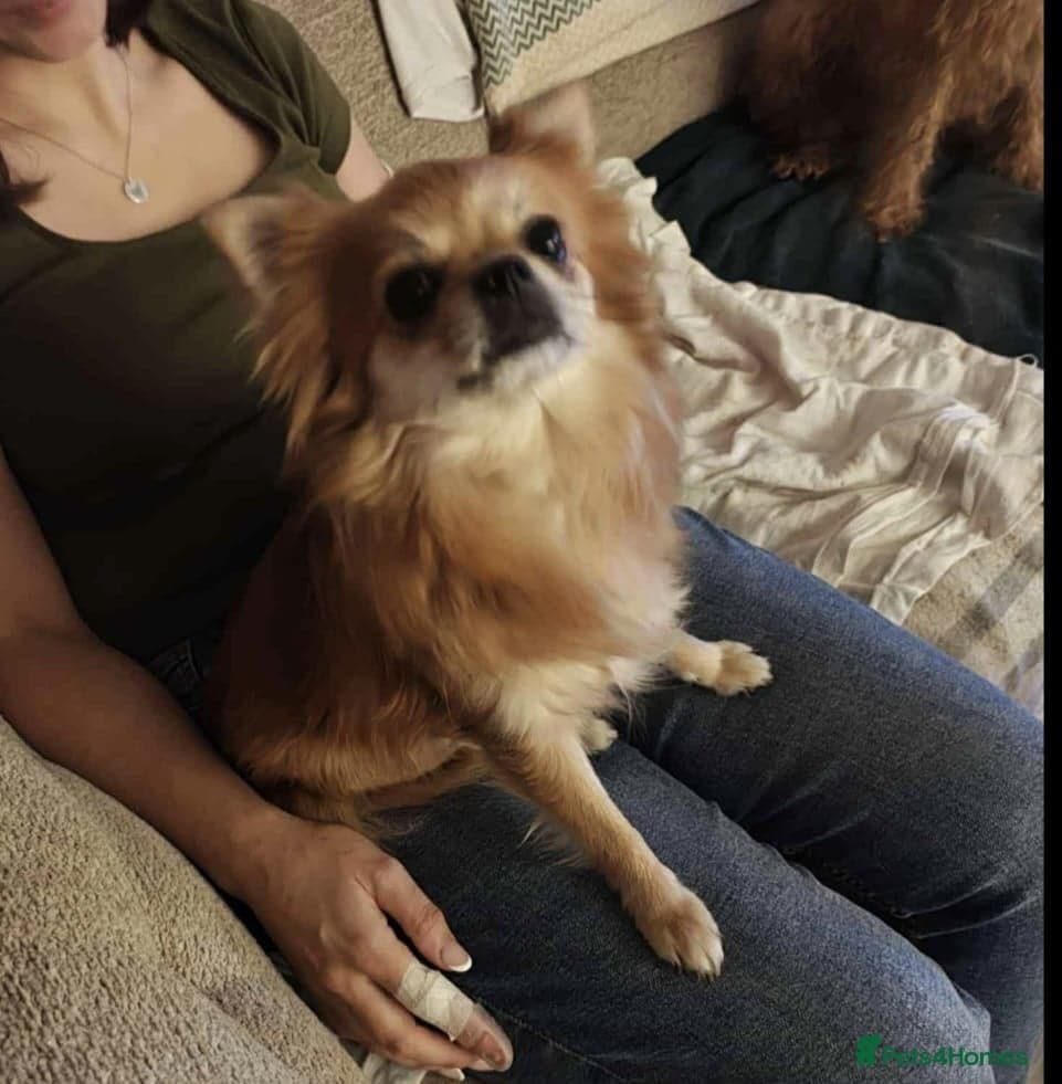 Chihuahua cross breed — Chihuahua