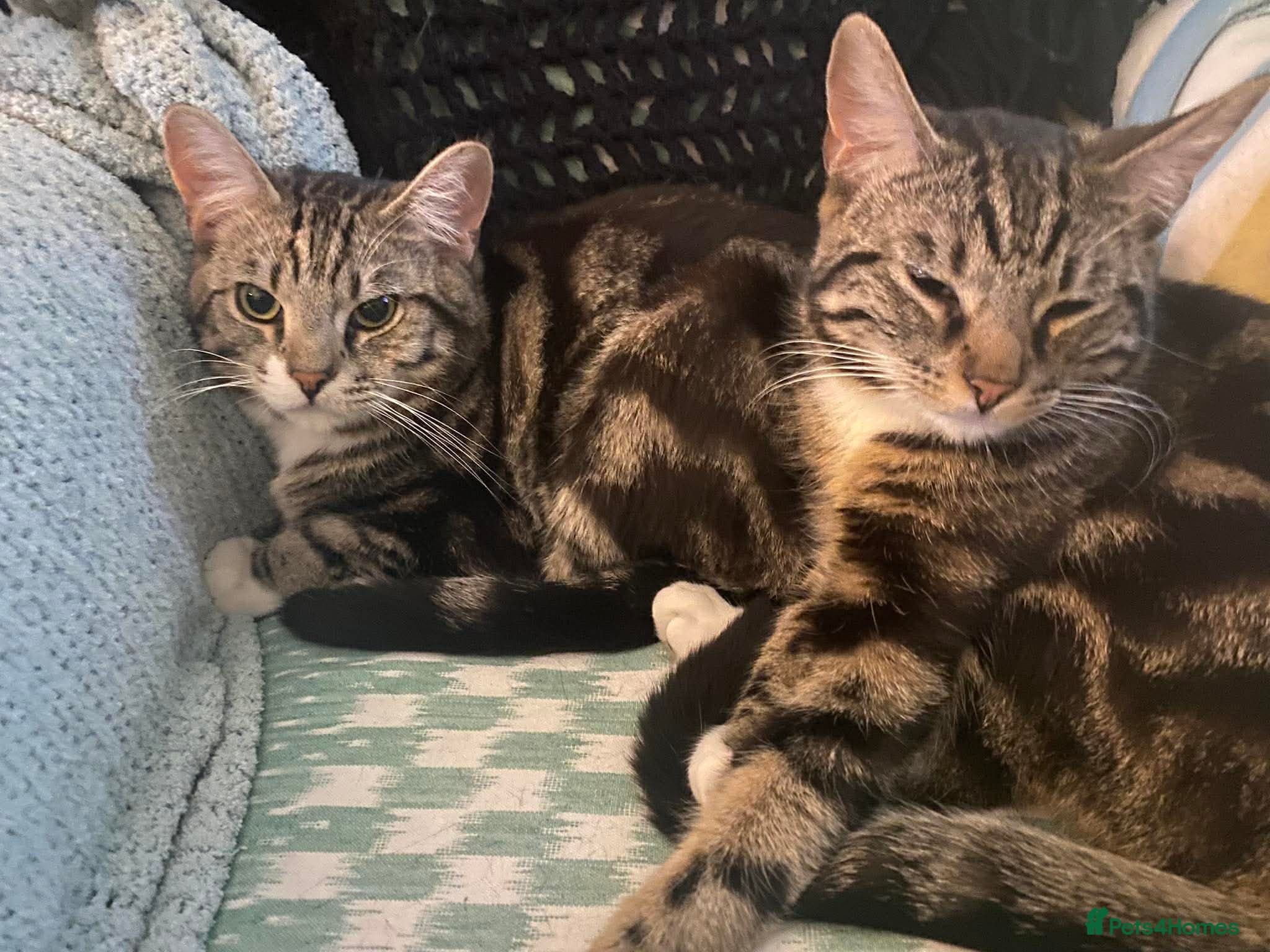 Adorable bonded pair photo 3