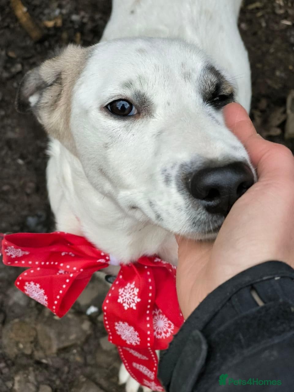 ️PLIAMKA❤️9-month-old loving and playful girl photo 32