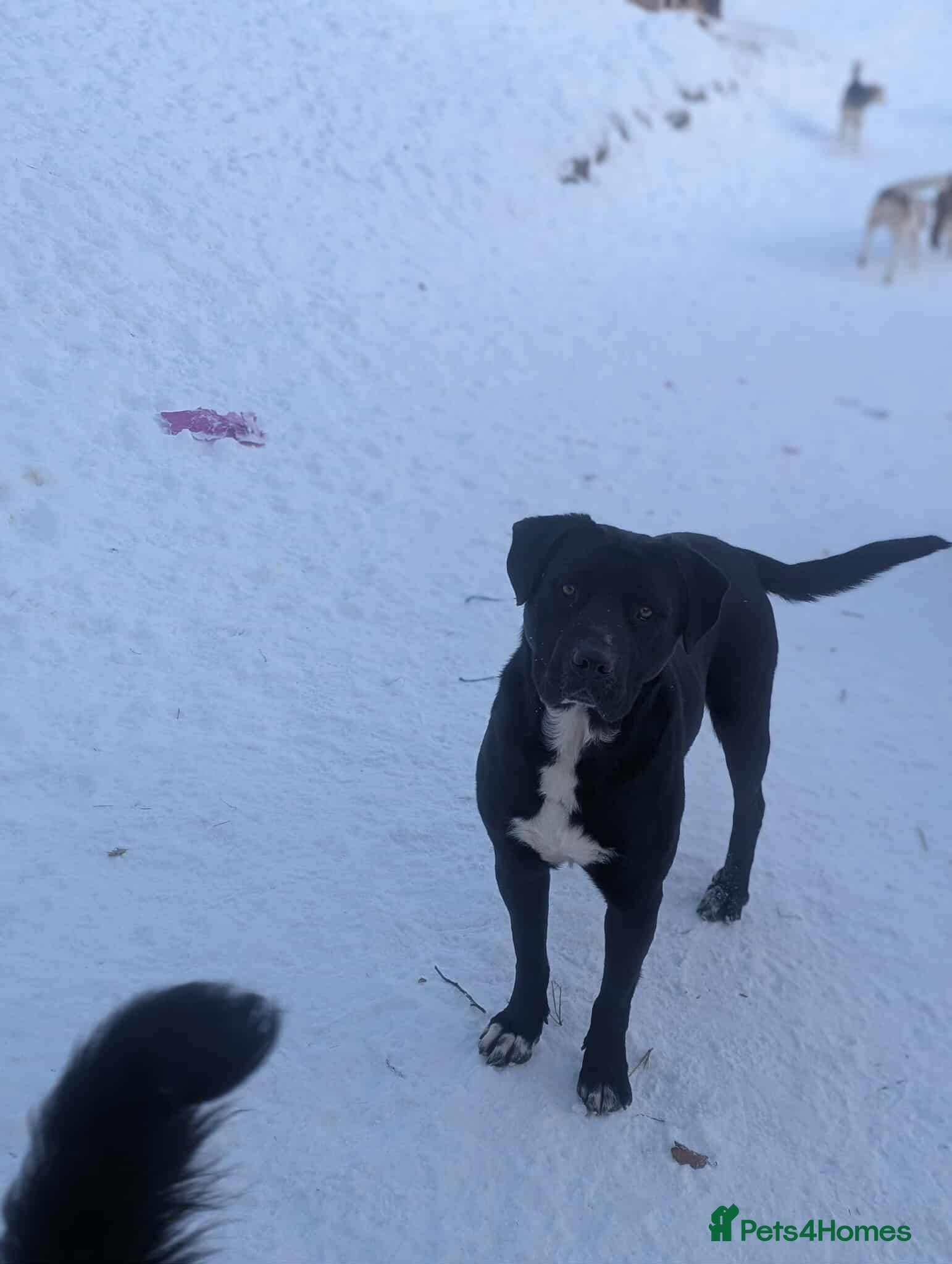 Oreo 🖤 photo 6