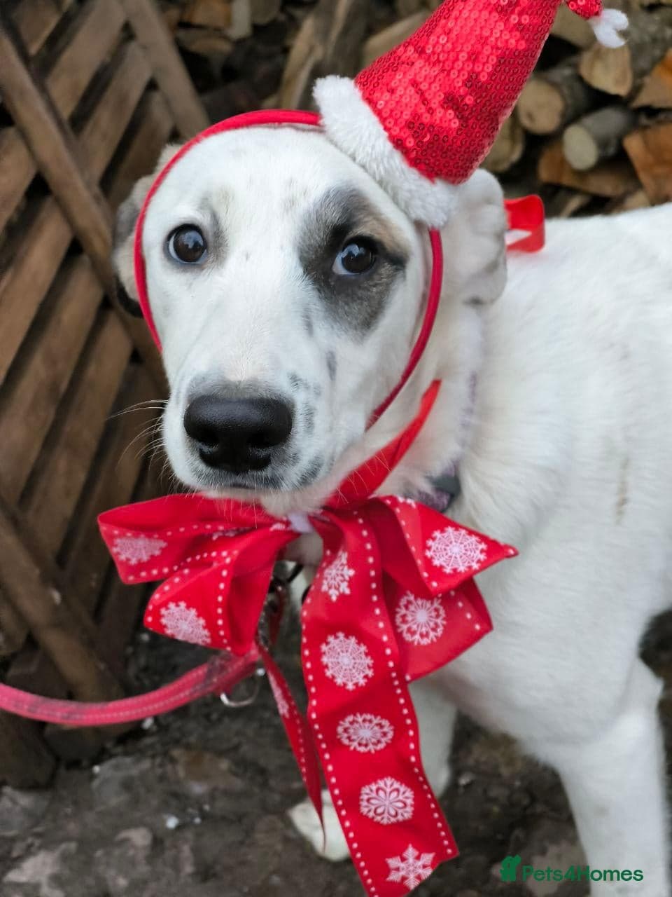 ️PLIAMKA❤️9-month-old loving and playful girl photo 33