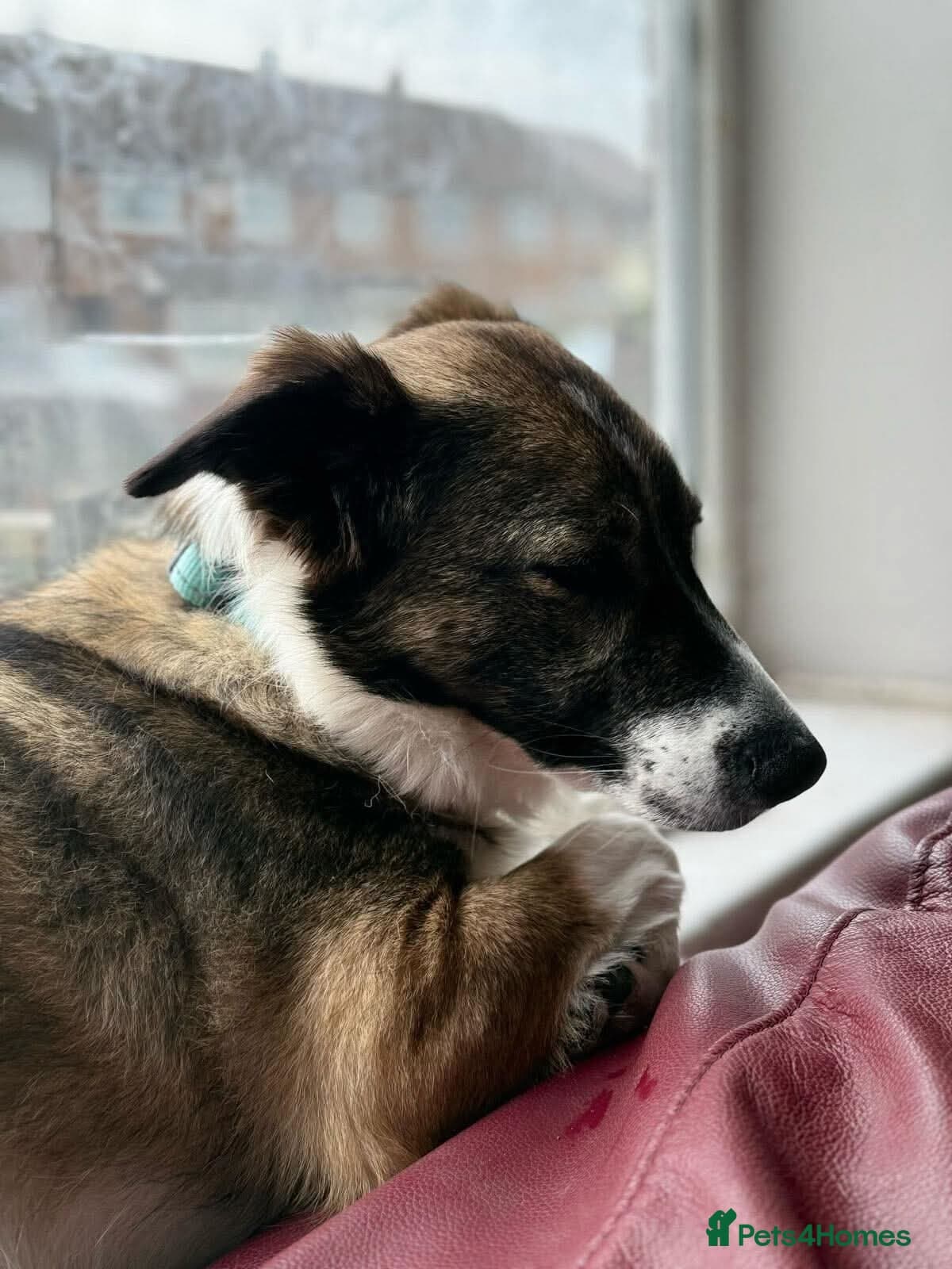 Meet Bella, currently residing in Merseyside photo 16