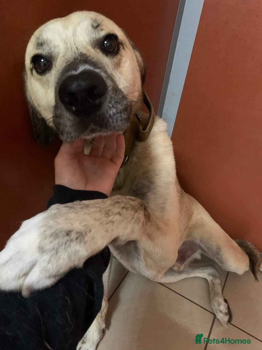 Meet Ziggy, currently residing in Cheshire — Mixed Breed