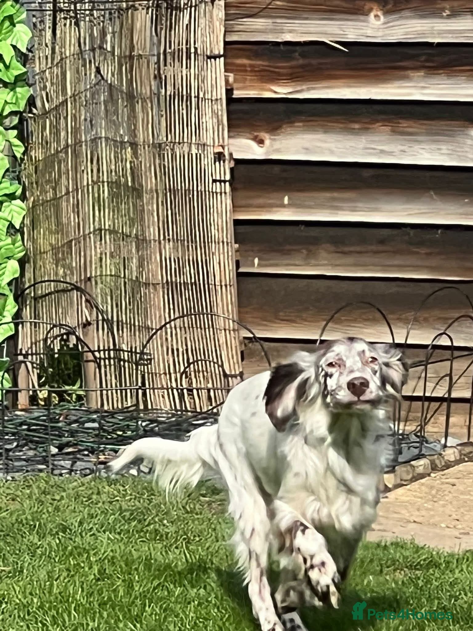 Alfie photo 8