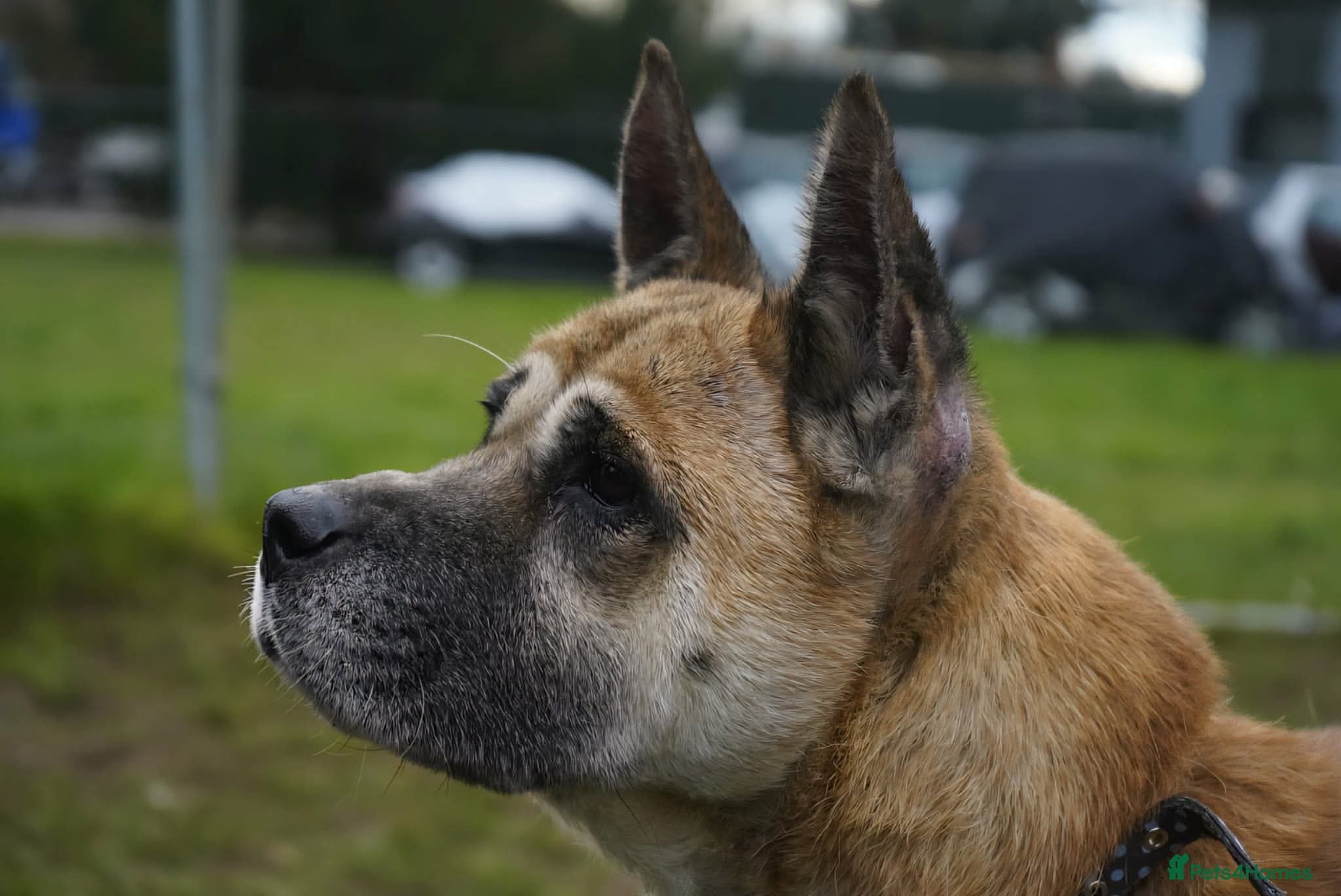 Holly — Akita