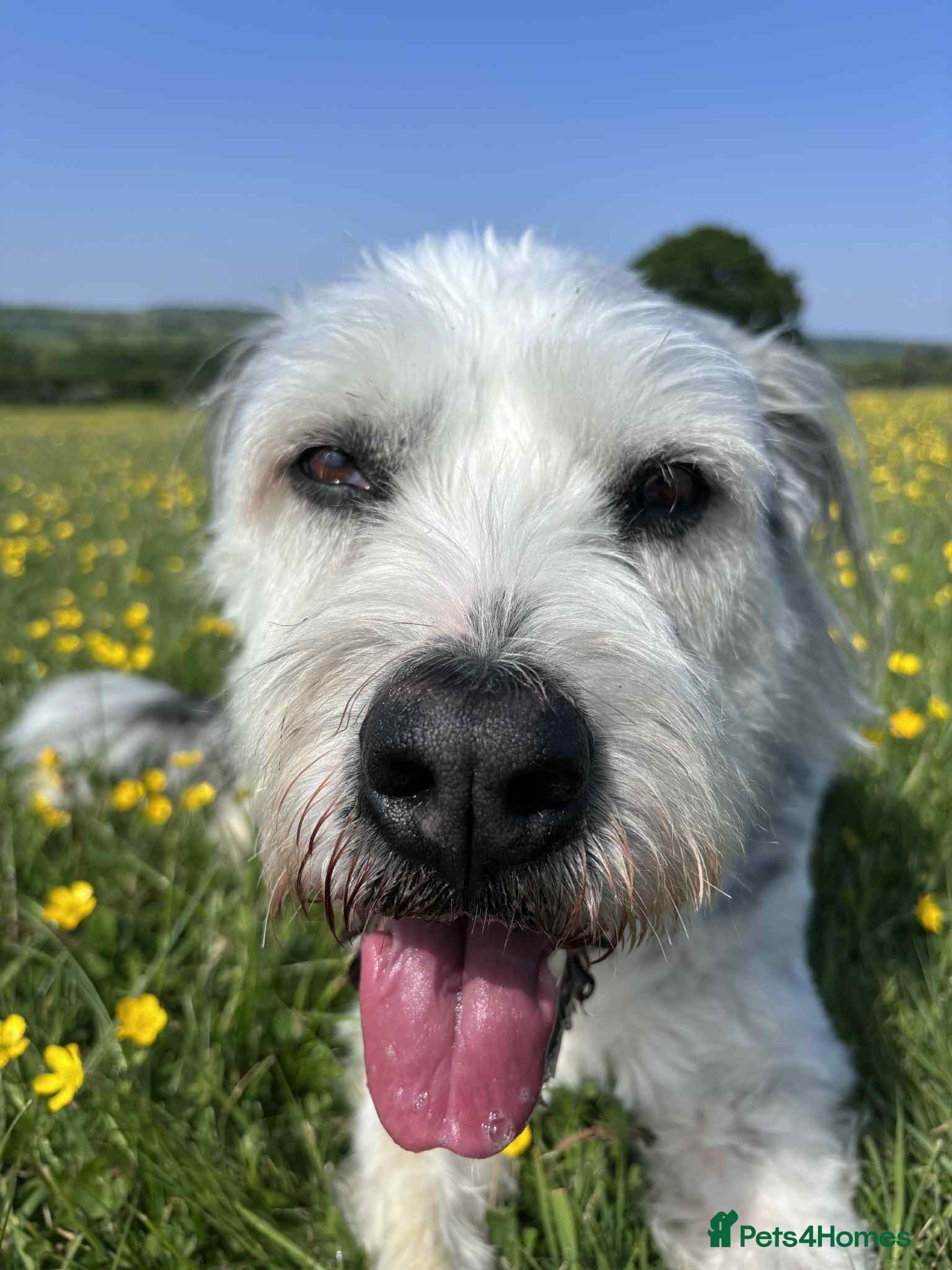 Teddy photo 19
