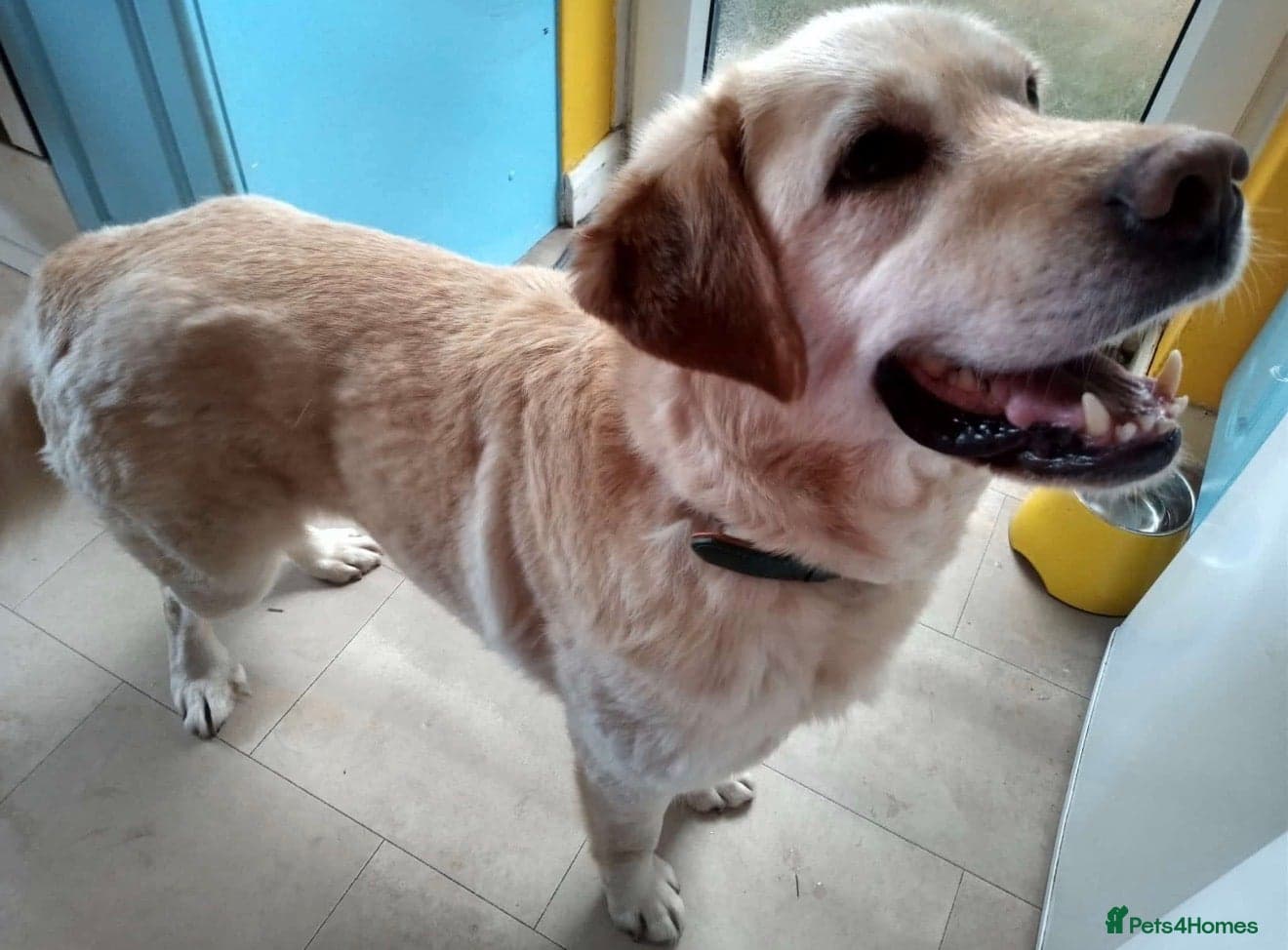 Leo 🐾 photo 3