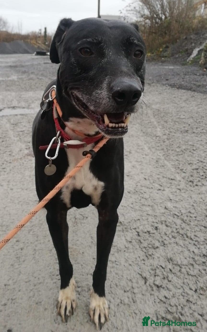 MAX 8yr old Cross Breed — Mixed Breed