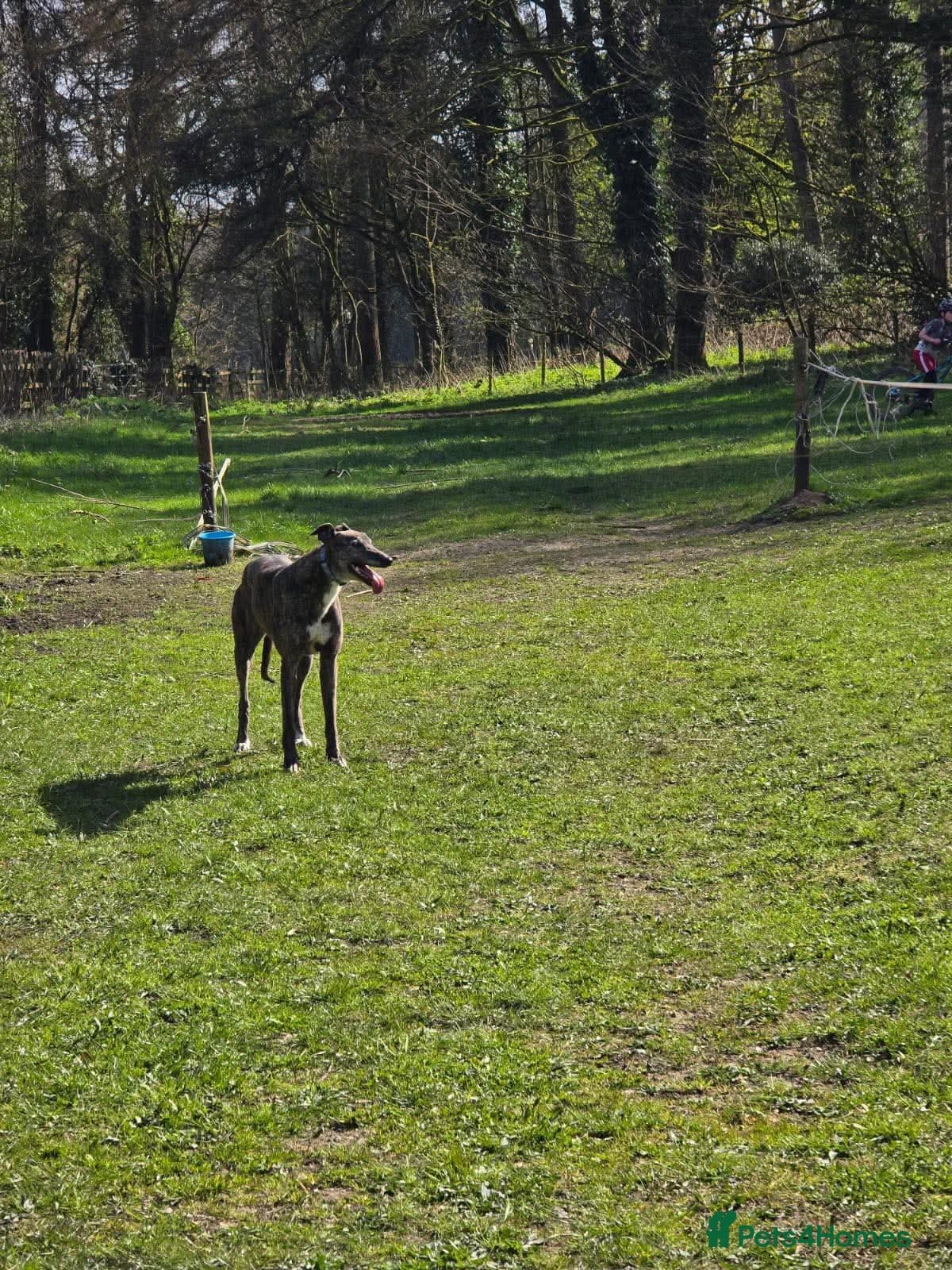 Cass — Greyhound