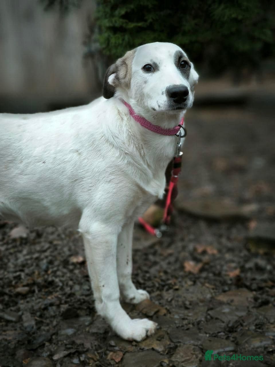 ️PLIAMKA❤️9-month-old loving and playful girl photo 30