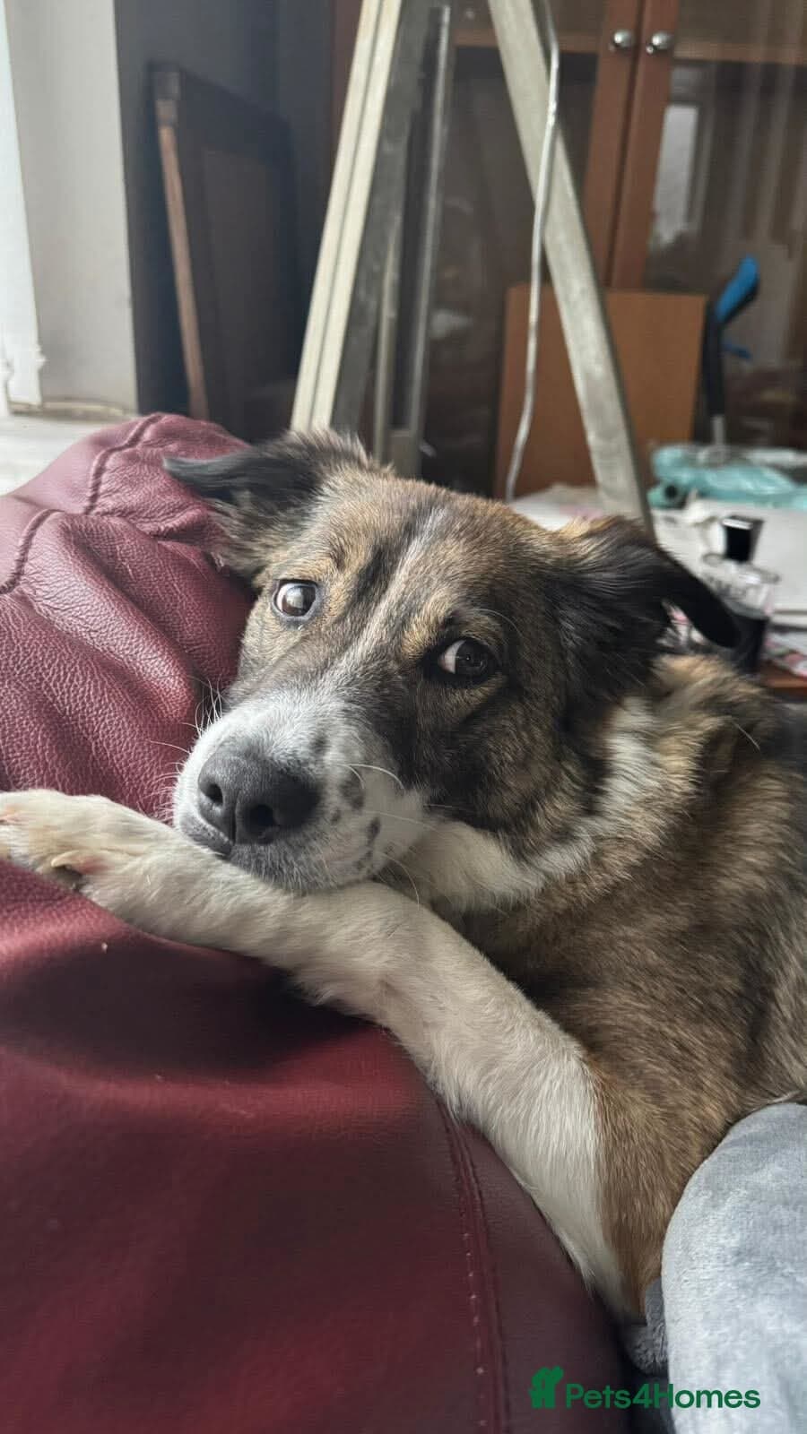 Meet Bella, currently residing in Merseyside photo 10