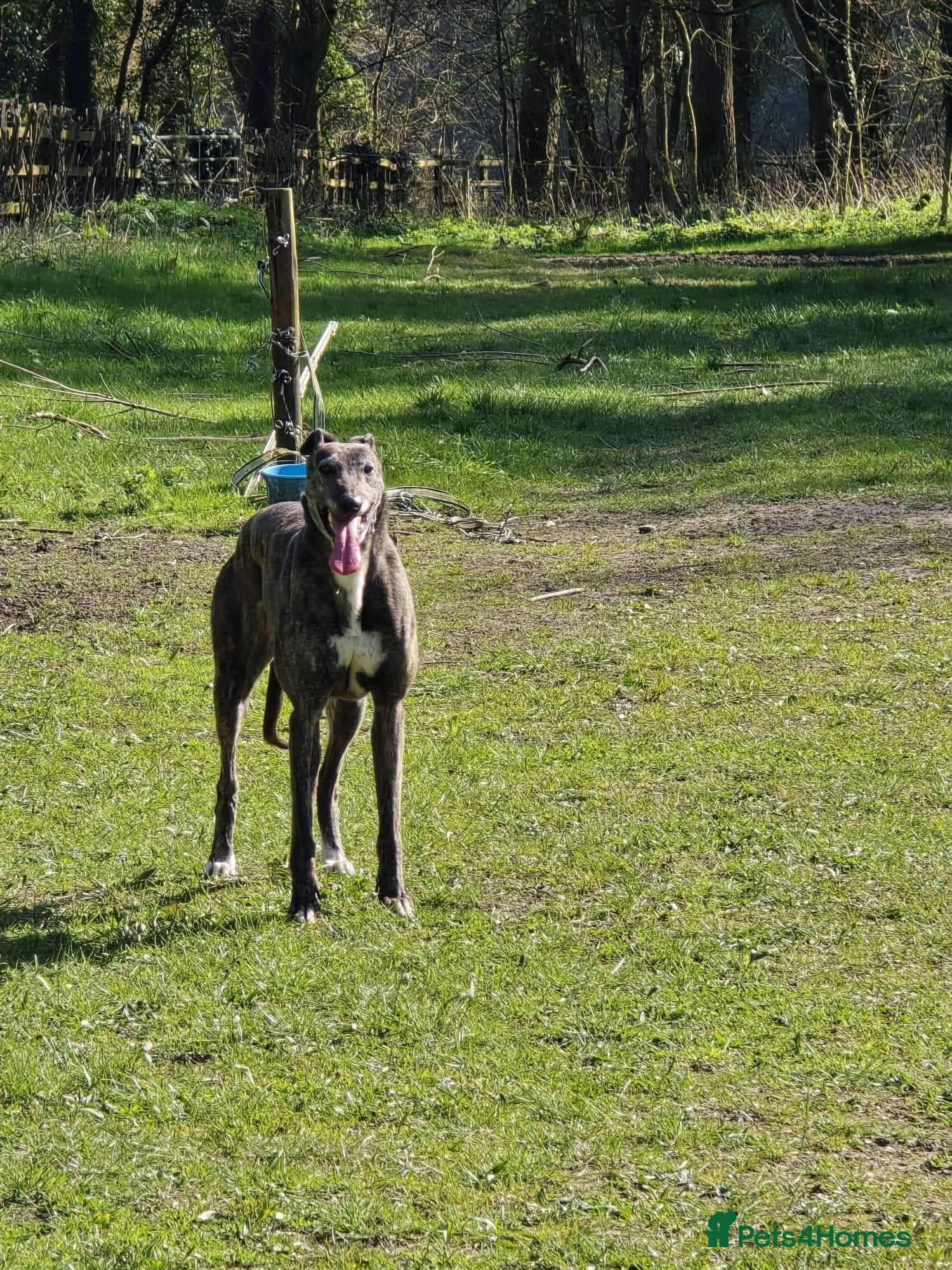 Cass photo 4
