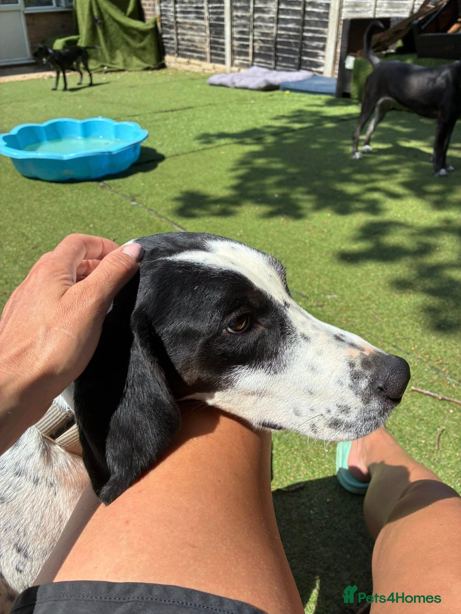 Jasper — Pointer