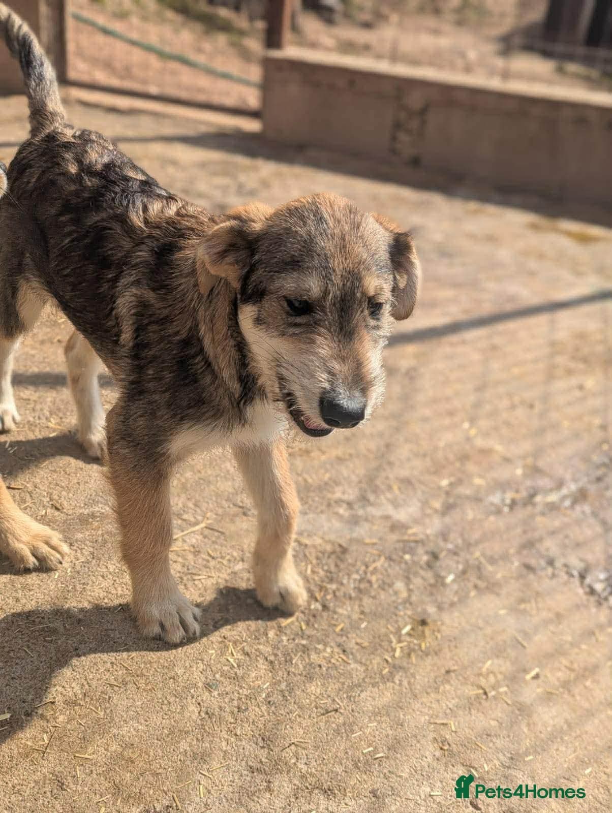 Aspen — Mixed Breed