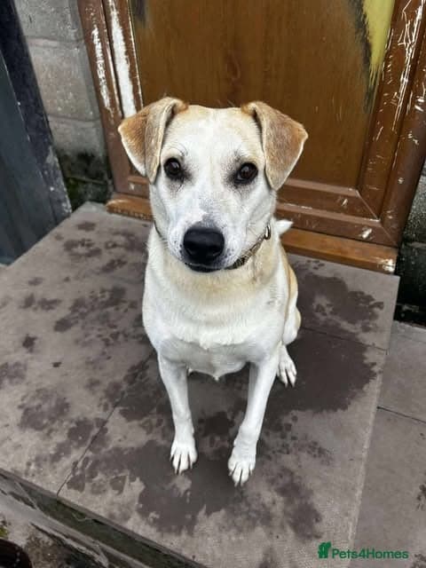 Meet Freya, currently residing in Cheshire — Mixed Breed