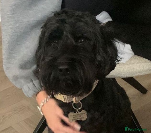 FOSTER or ADOPT💙JACK💙- 4.5-year-old Cockapoo boy photo 3