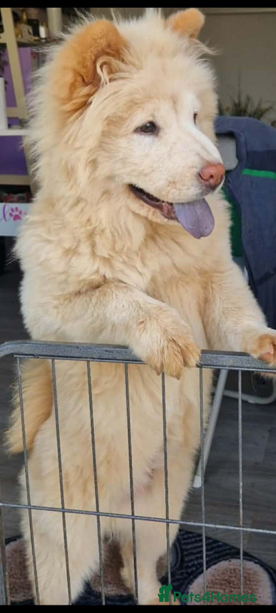 Bella — Chow Chow