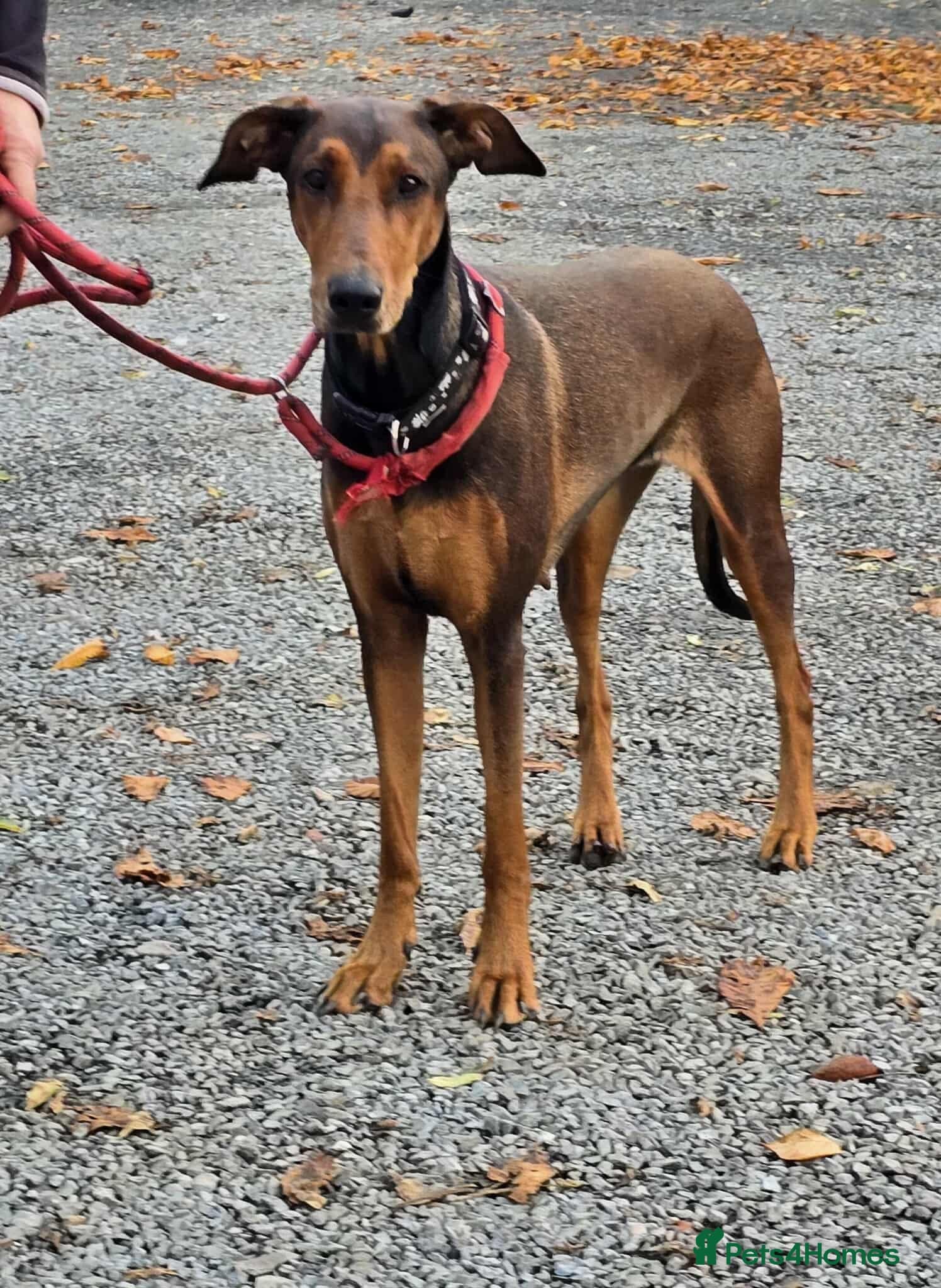 BONNIE 💕 Playful, Loving Girl photo 2