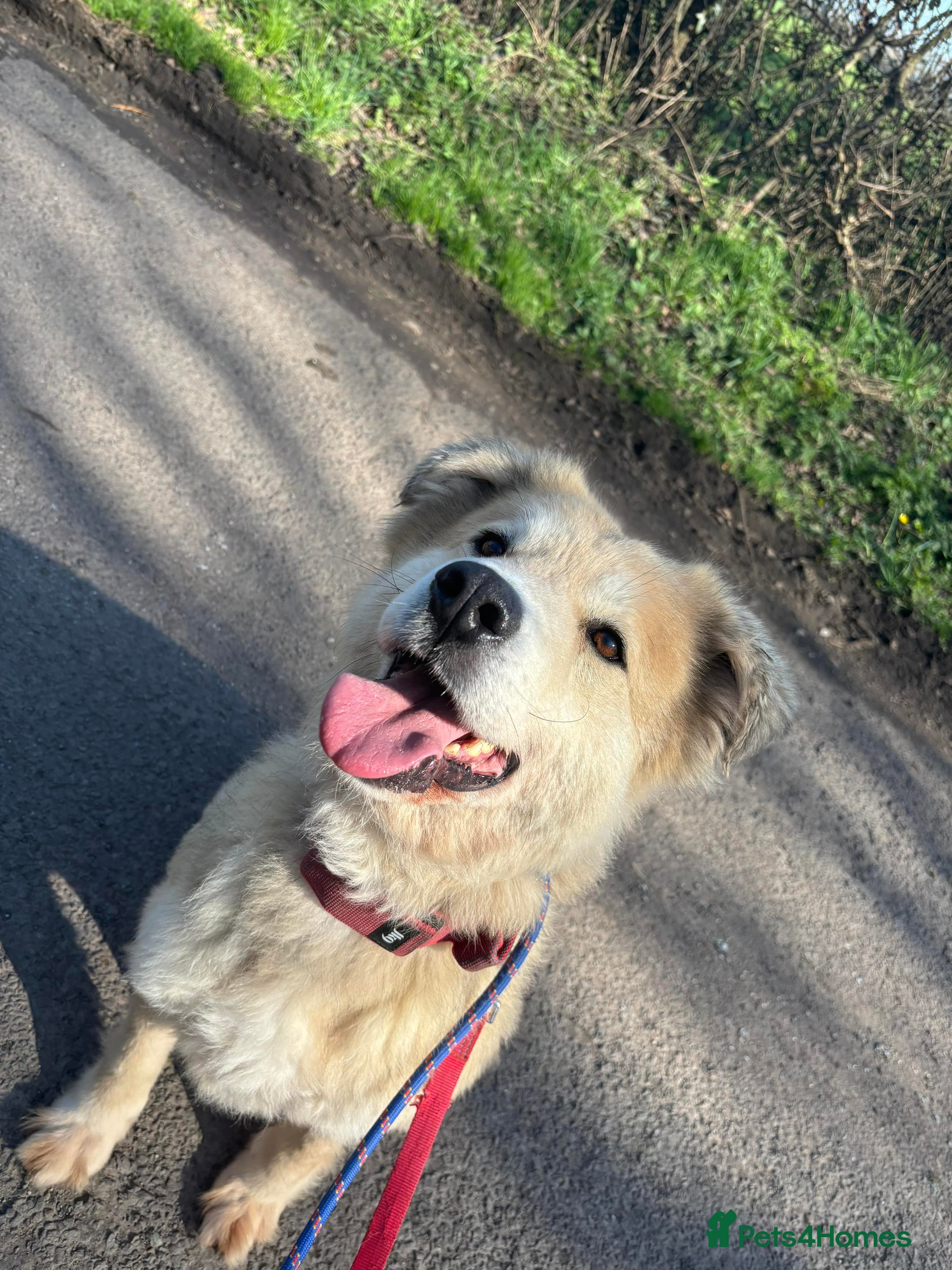Meet Paddy, currently residing in Cheshire photo 13