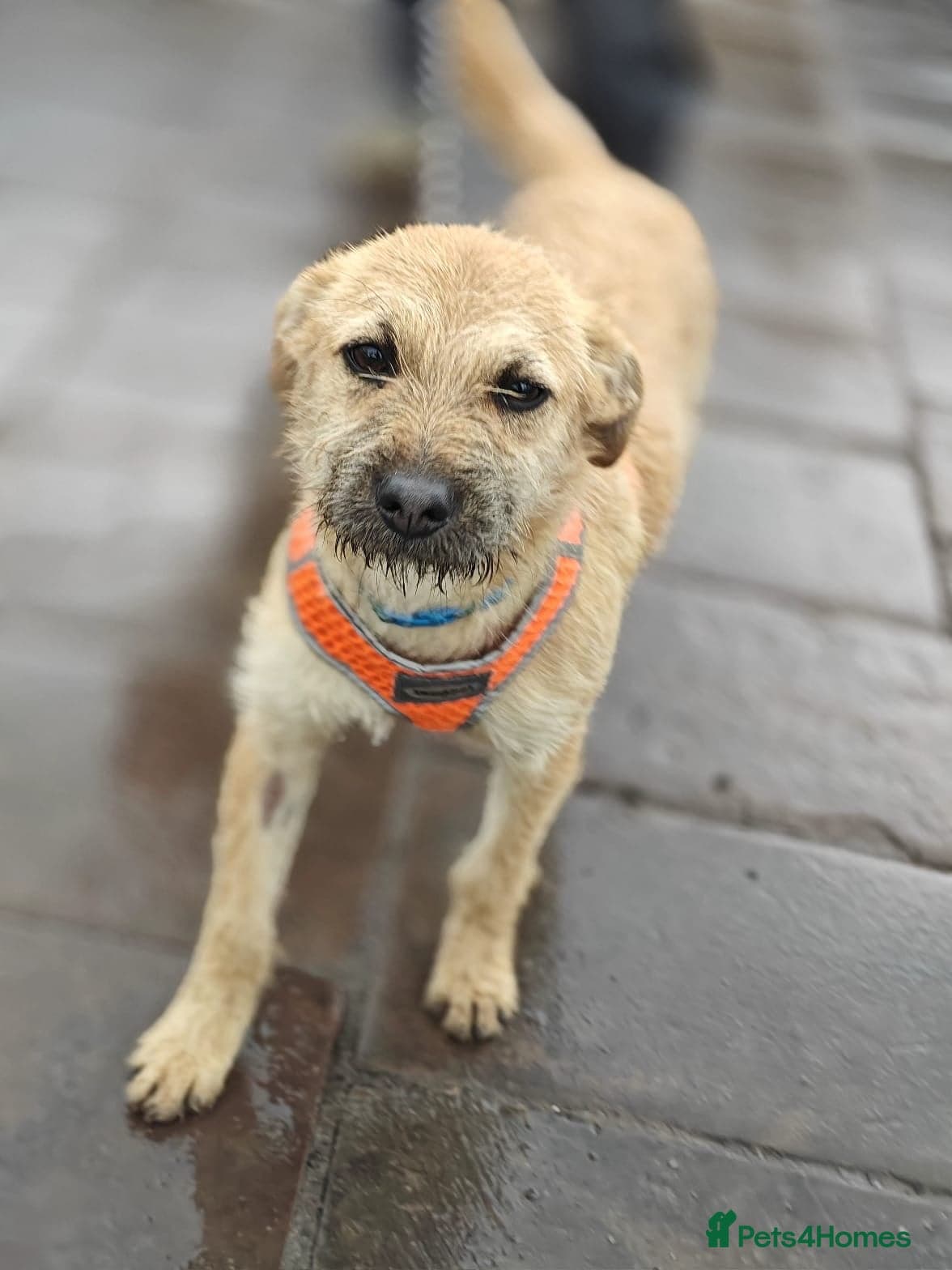 ️🐶 bekki photo 6