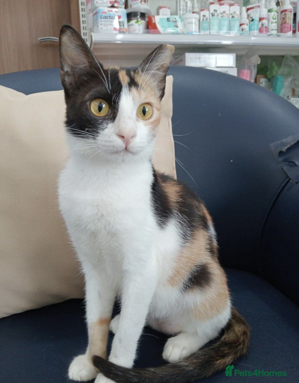 Patches photo 4