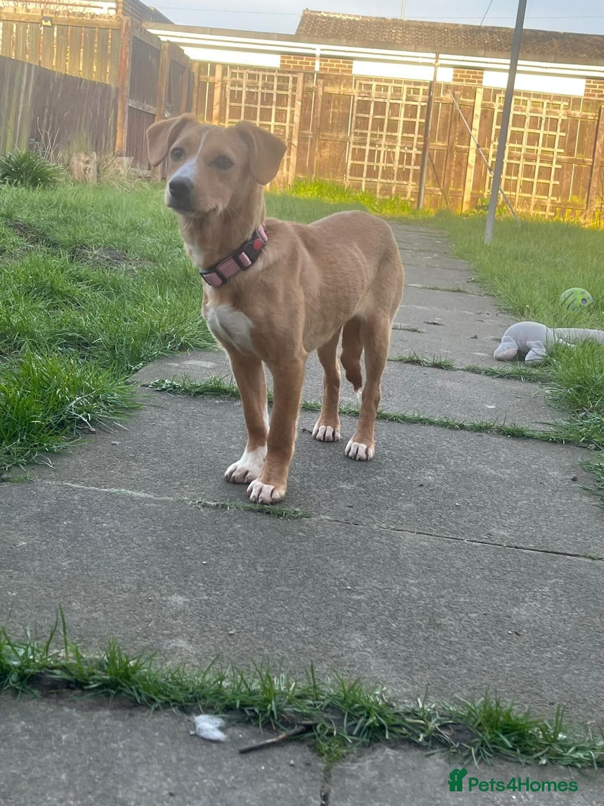 Pollie 🌸 — Mixed Breed