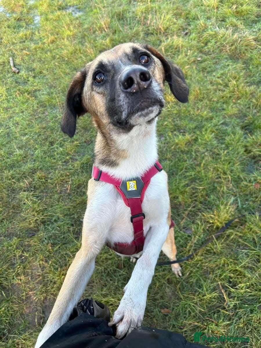 Meet Erol, currently residing in Surrey photo 13