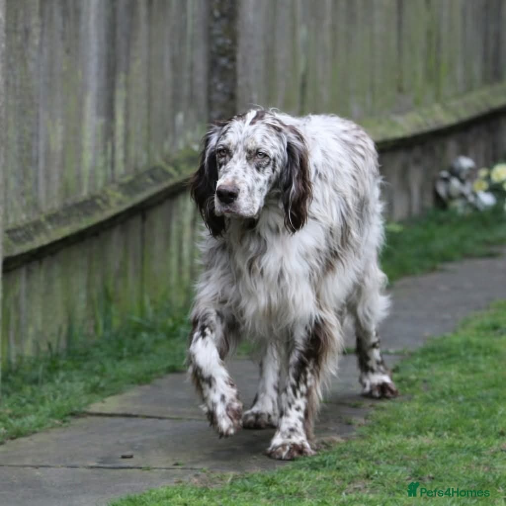 Alfie photo 5