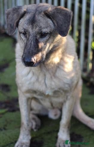 Mischu - — Mixed Breed