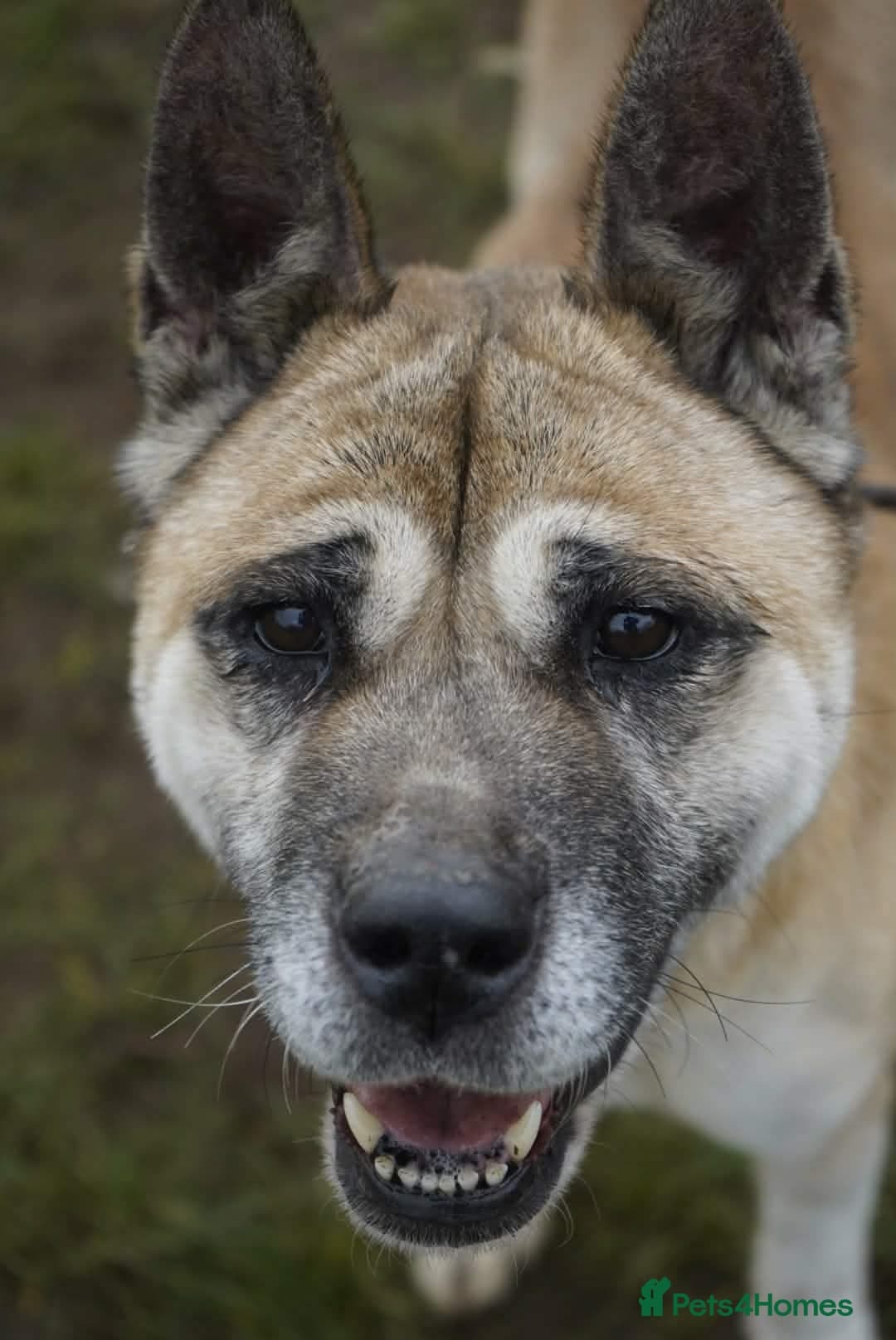 Holly photo 3