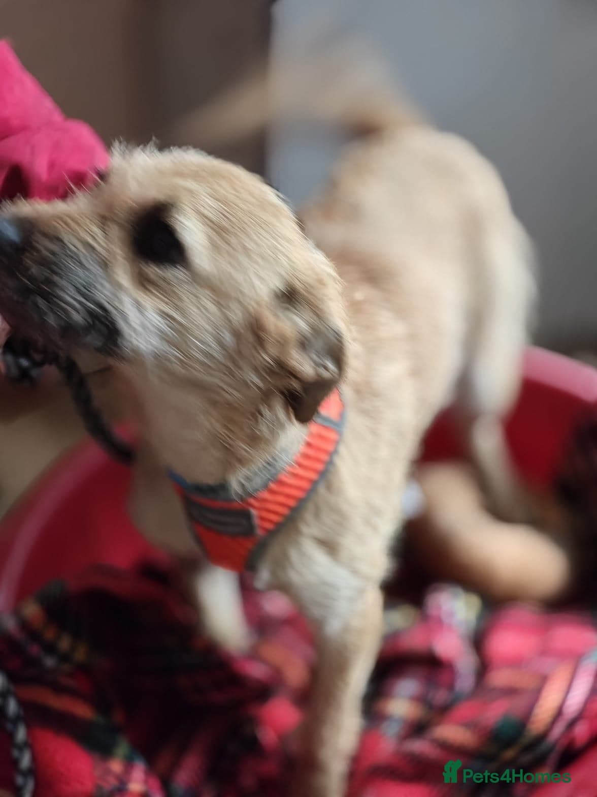 ️🐶 bekki photo 13