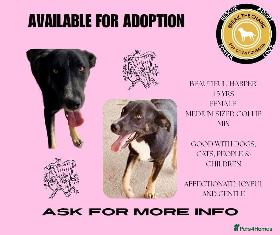 Harper, 2 yrs old approx. photo 15