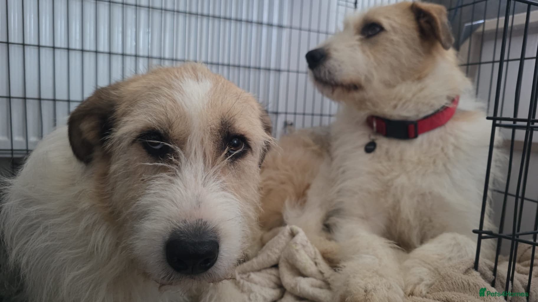 Hershey & Harley 💙 still Waiting — Mixed Breed