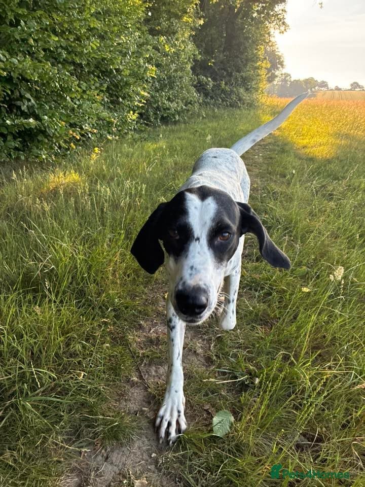 Jasper photo 8