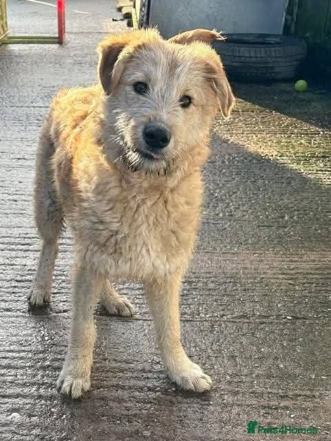 Meet Toby, currently residing in Essex photo 3