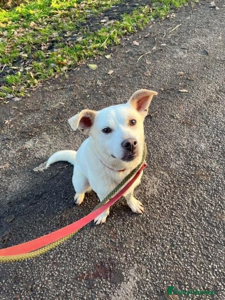 Meet Bear, currently residing in Cheshire — Mixed Breed