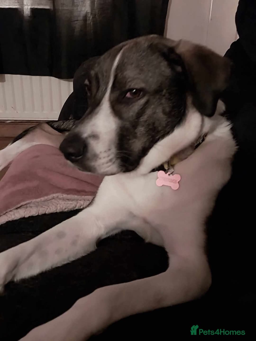 Meet Skye, currently residing in Cheshire photo 3