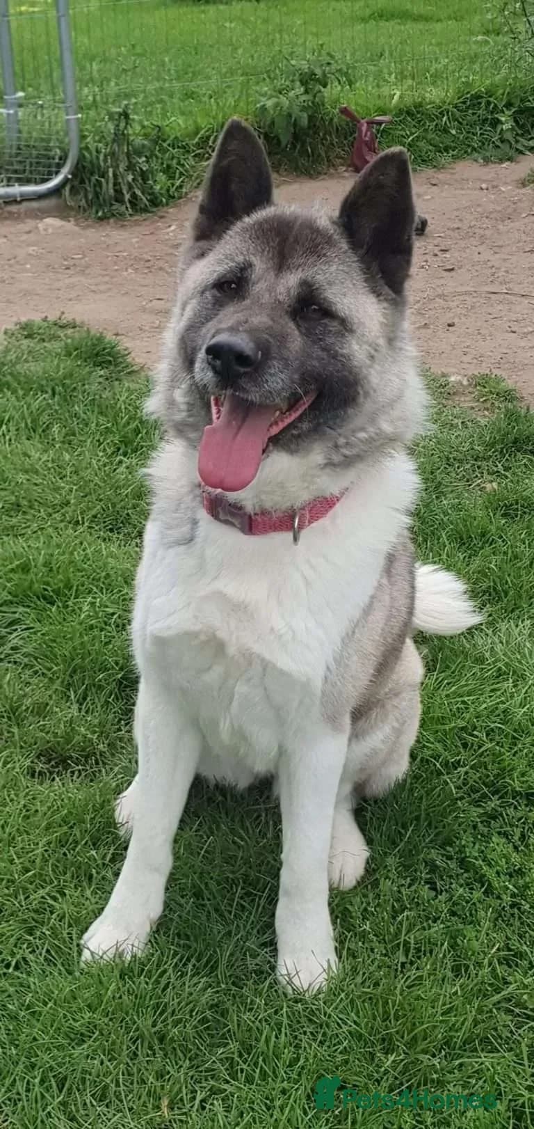 Tigi — Akita