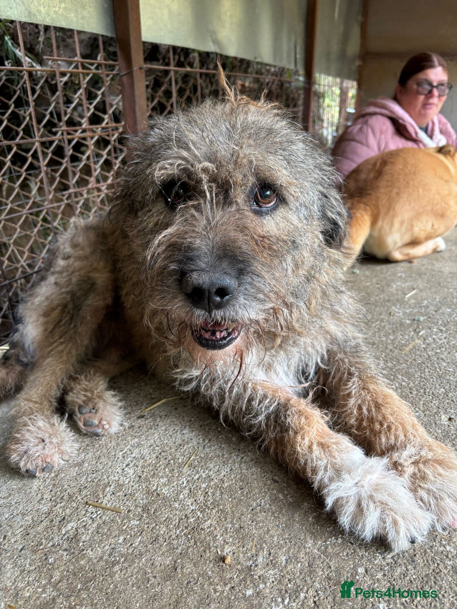 year old Fionn photo 8