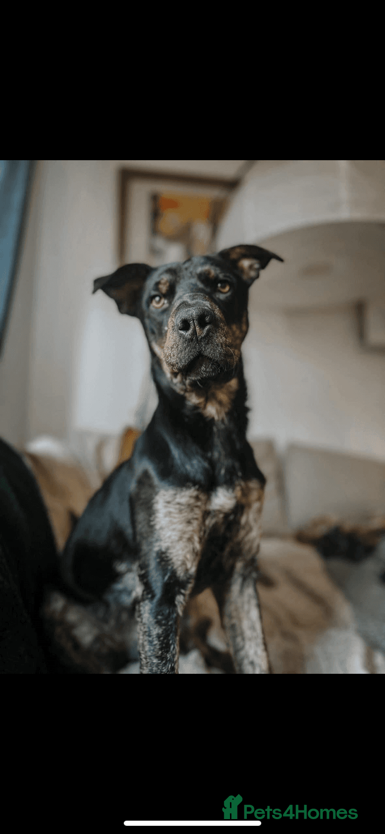 Madonna 18 month old female photo 3