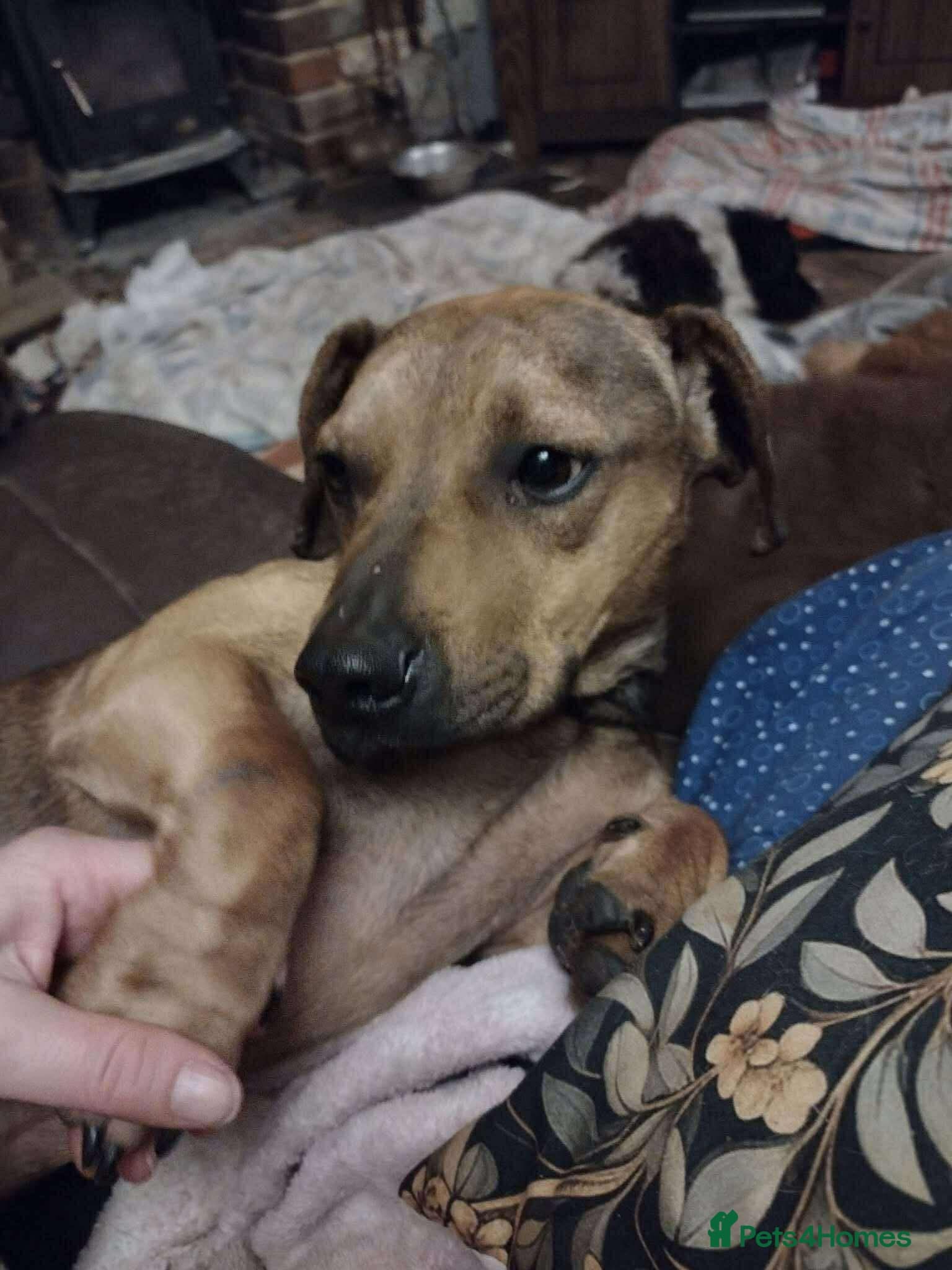 Rescue boy Noodle photo 4