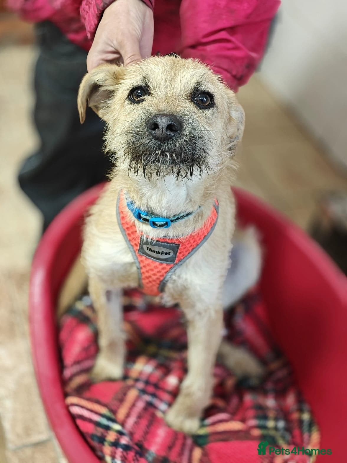 ️🐶 bekki photo 15