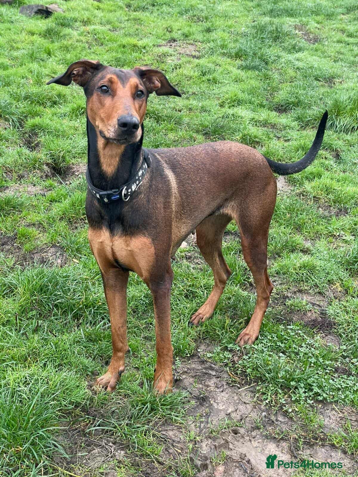 BONNIE 💕 Playful, Loving Girl — Mixed Breed