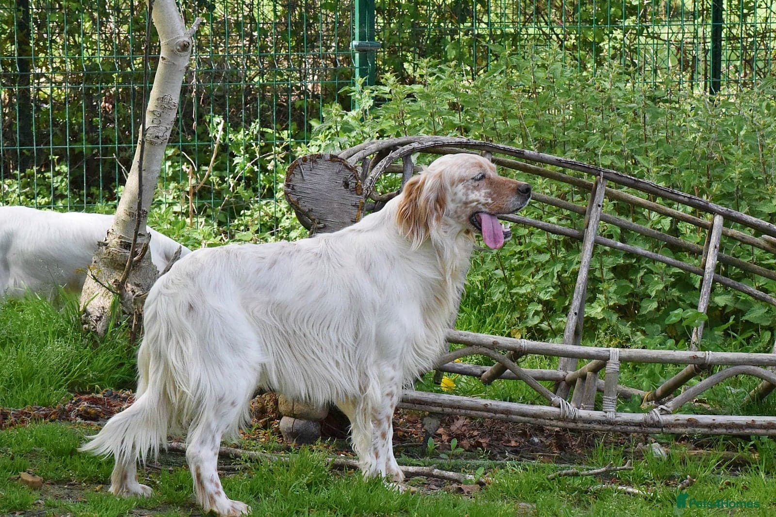 Angus photo 10