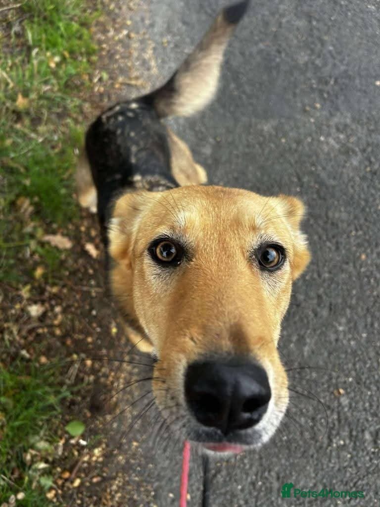 Meet Mabel, currently residing in Lancashire photo 3