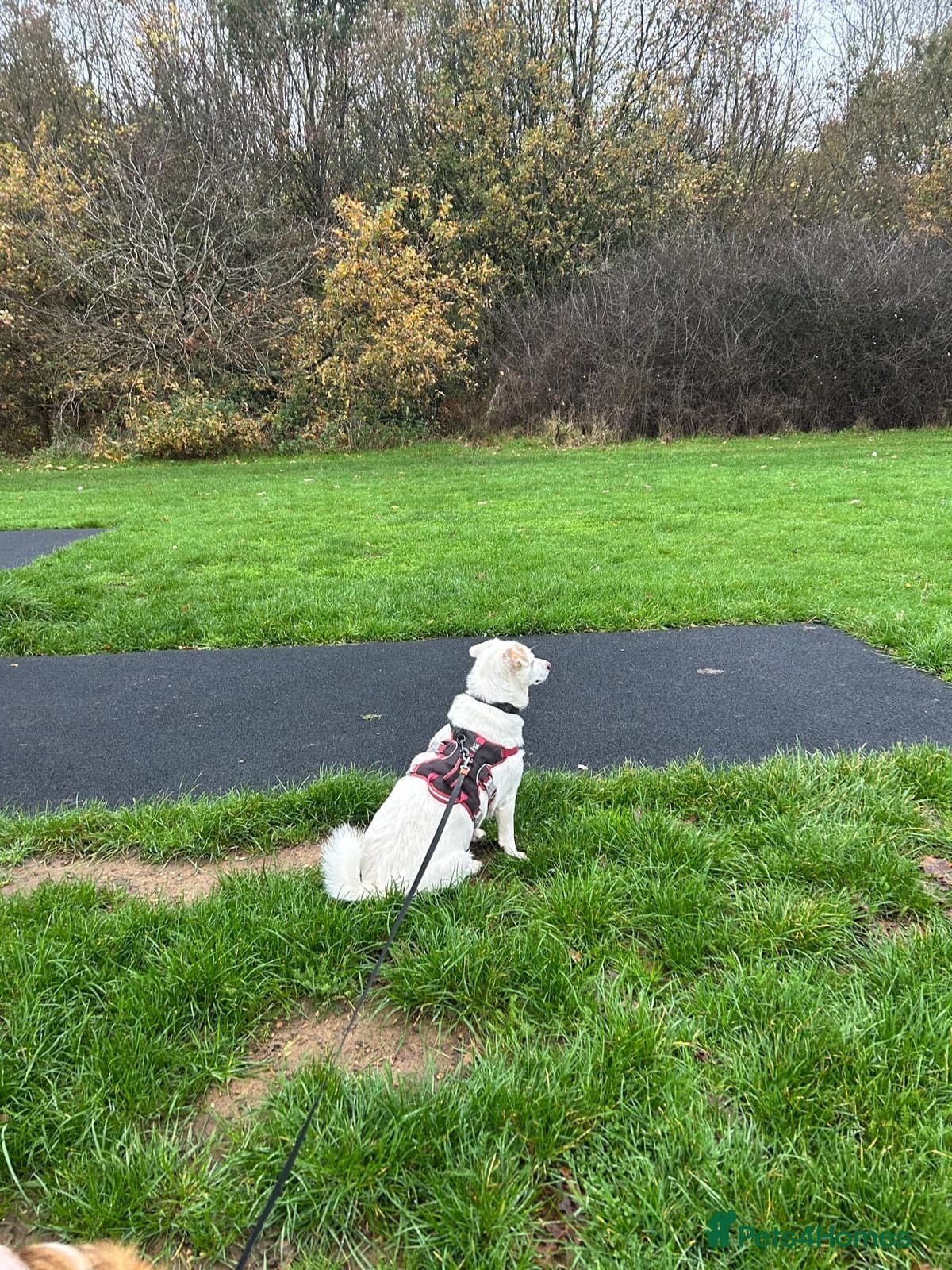 Chance photo 4