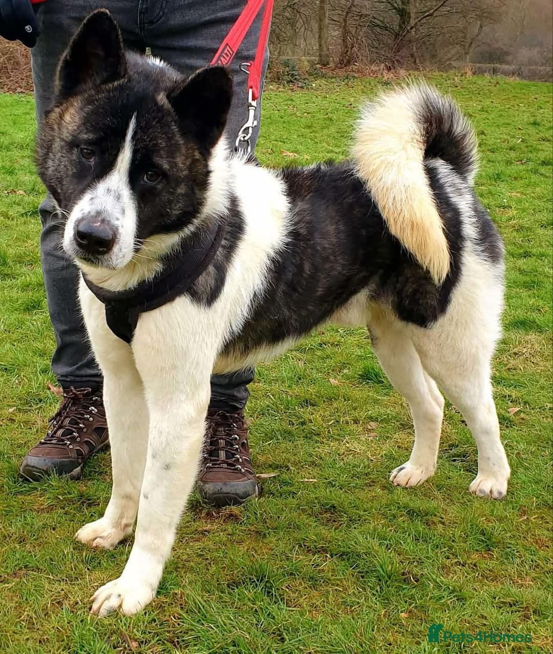 Prince — Akita