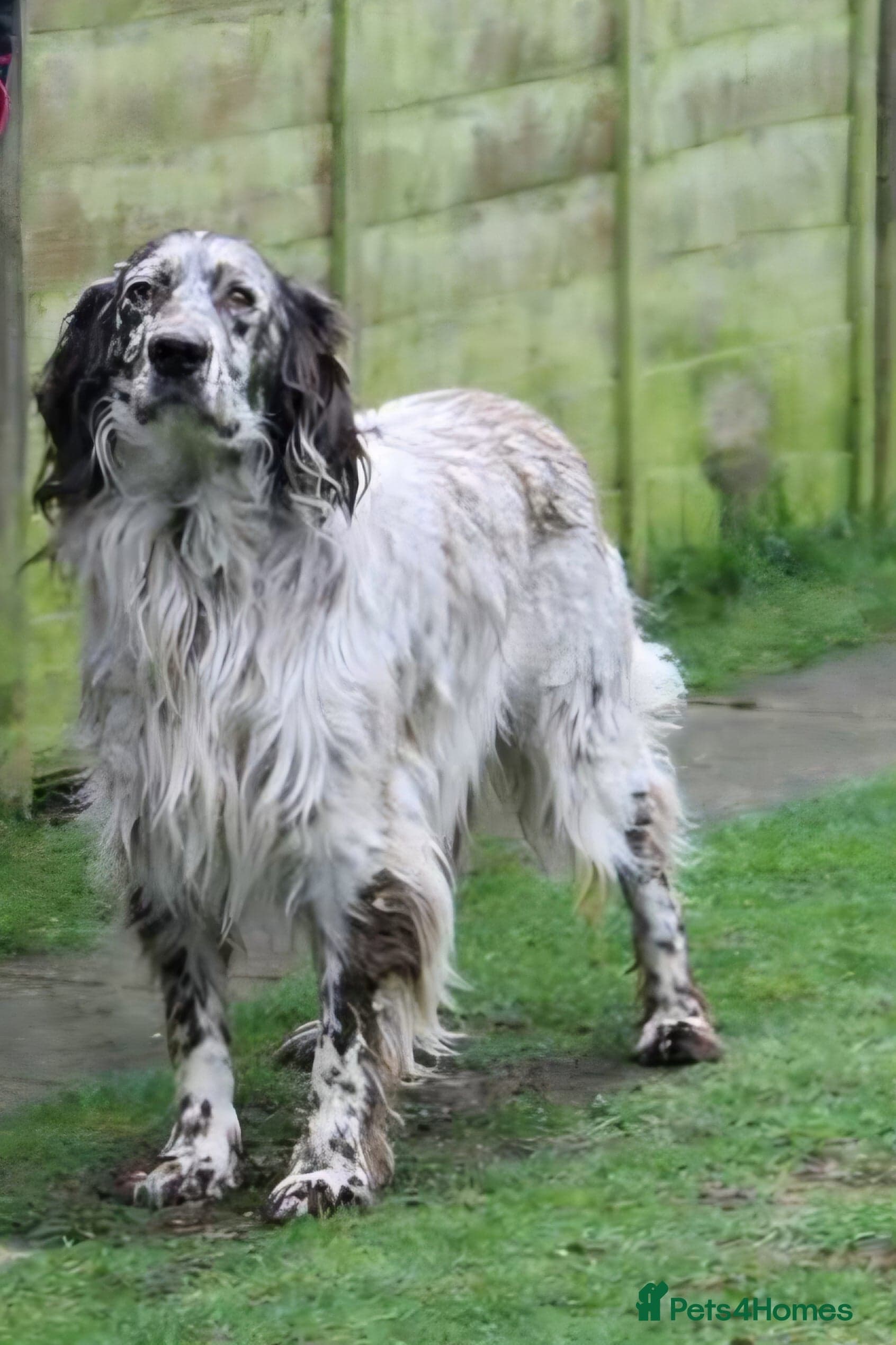 Alfie photo 3